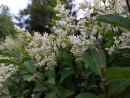 Ptačí Zob vejčitolistý Large Mammoth
